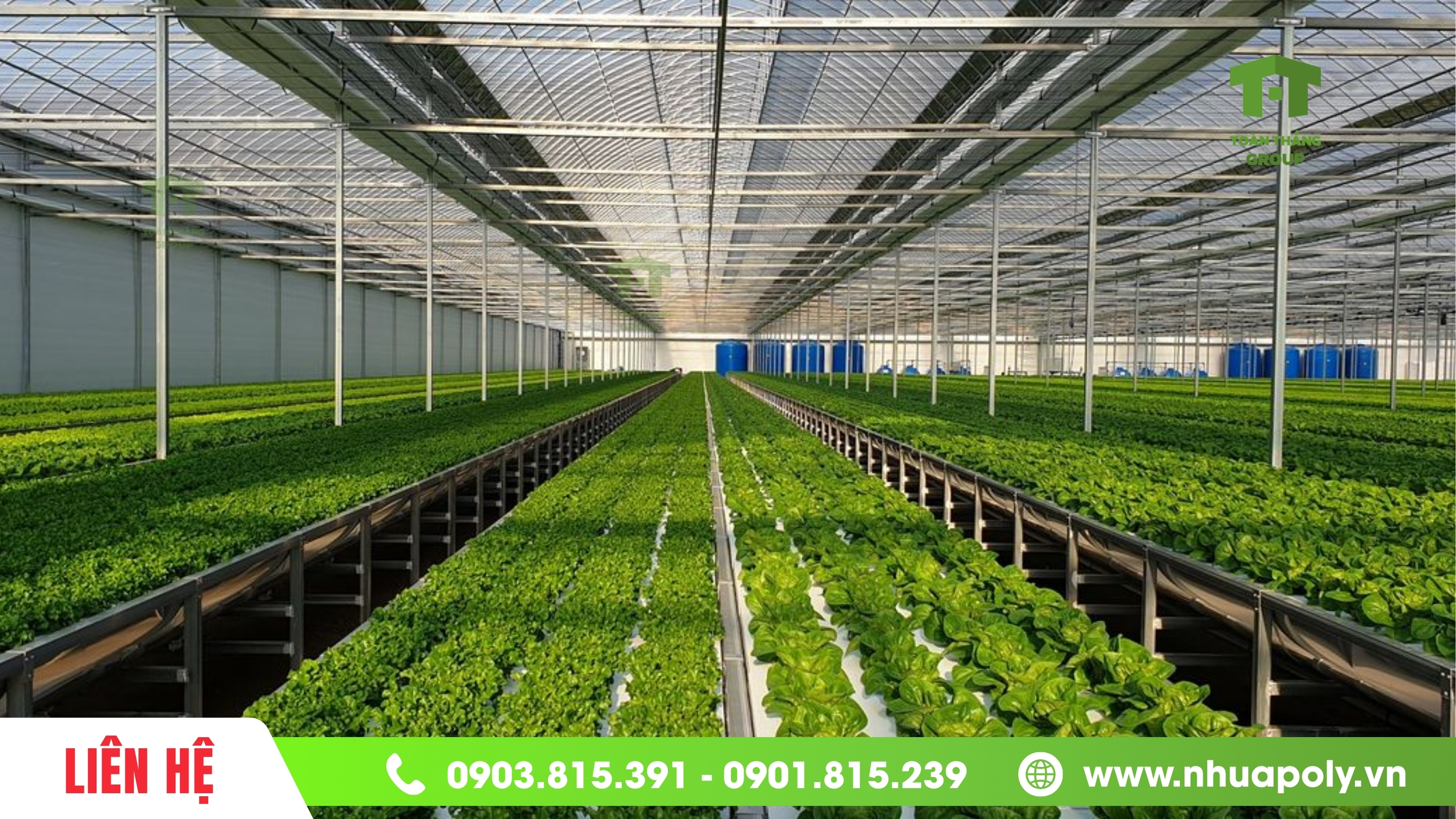 Nhà kính trồng rau thủy canh sử dụng tấm Lợp Polycarbonate